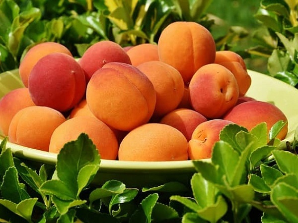 Peaches Health Benefits: गर्मियों में जरूर खाएं पोषक तत्वों से भरपूर आड़ू, दूर हो जाएंगी ये बीमारियां