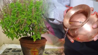 Chaitra Purnima 2025 Tulsi Puja Niyam: चैत्र पूर्णिमा पर तुलसी पूजन करते समय ये गलतियाँ न करें, वरना आप कंगाल हो जाएंगे!