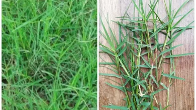 Durva Grass Health Benefits: आयुर्वेदिक रूप से सेहत के लिए वरदान दूर्वा घास, माइग्रेन से लेकर हाई बीपी तक को दूर करेगा