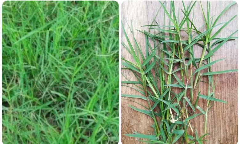 Durva Grass Health Benefits: आयुर्वेदिक रूप से सेहत के लिए वरदान दूर्वा घास, माइग्रेन से लेकर हाई बीपी तक को दूर करेगा 1 Durva Grass Health Benefits: आयुर्वेदिक रूप से सेहत के लिए वरदान दूर्वा घास, माइग्रेन से लेकर हाई बीपी तक को दूर करेगा