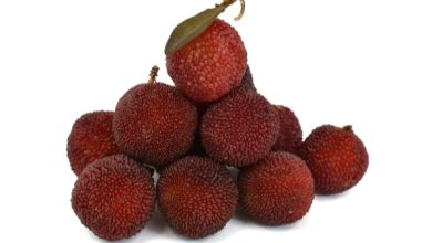 Kafal Fruit Benefits: आपने खाया है ये जंगली "काफल", जो पेट के लिए अच्छे हैं और जोड़ों के दर्द सहित इन बीमारियों में लाभदायक हैं?