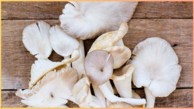 Uric Acid से पीड़ित होने पर मशरूम खाना चाहिए या नहीं? क्या इस कंडीशन में यह सब्जी फायदेमंद है या नुकसानदायक जानें?