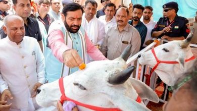 सरकार ने गौ-संवर्धन योजना लागू की; CM Nayab Saini ने कहा कि यमुनानगर में पहला संयंत्र लगाया जाएगा