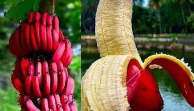 Red Banana Benefits: क्या आपने कभी लाल केले खाए हैं? खाने से शरीर पर क्या प्रभाव पड़ता है?