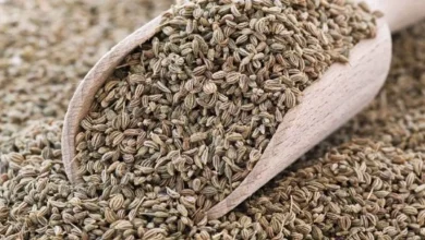 Celery Side Effects: वजन कम करने और फिटनेस के लिए अजवाइन को ज्यादा नहीं खाना चाहिए; इससे ये नुकसान हो सकते हैं