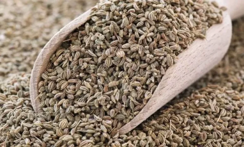 Celery Side Effects: वजन कम करने और फिटनेस के लिए अजवाइन को ज्यादा नहीं खाना चाहिए; इससे ये नुकसान हो सकते हैं