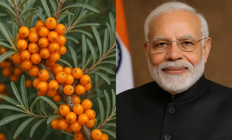 Sea Buckthorn Health Benefits: इस पहाड़ी फल को खाने की PM मोदी ने सलाह दी: शुगर-कोलेस्ट्रॉल को तेजी से नियंत्रित करें