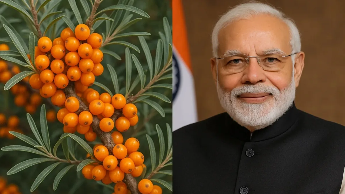 Sea Buckthorn Health Benefits: इस पहाड़ी फल को खाने की PM मोदी ने सलाह दी: शुगर-कोलेस्ट्रॉल को तेजी से नियंत्रित करें