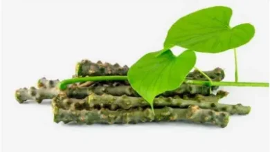 Giloy Side Effects: किन लोगों को गिलोय खाना नहीं चाहिए, उनकी सेहत को भारी नुकसान हो सकता है