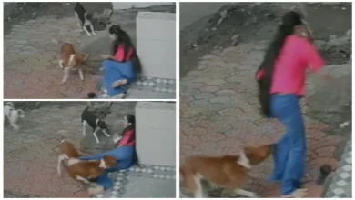 Indore Dog Attack Video: लड़की पर टूट पड़े आवारा कुत्ते, घेरकर काटा, फिर दोबारा झपटे, ये Video रोंगटे खड़े कर देगा