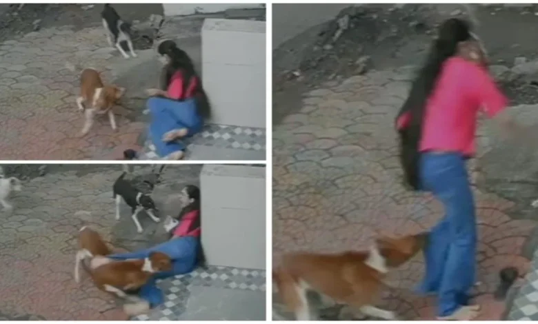 Indore Dog Attack Video: लड़की पर टूट पड़े आवारा कुत्ते, घेरकर काटा, फिर दोबारा झपटे, ये Video रोंगटे खड़े कर देगा 1 Indore Dog Attack Video: लड़की पर टूट पड़े आवारा कुत्ते, घेरकर काटा, फिर दोबारा झपटे, ये Video रोंगटे खड़े कर देगा