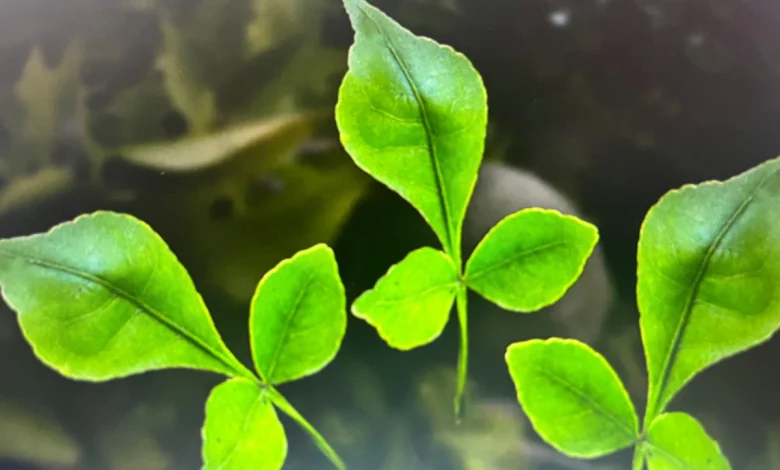 Bel Patra Health Benefits: ये बड़े फायदे खाली पेट बेलपत्र के पत्ते चबाने से मिलते हैं, सावन से शुरू दें ये काम