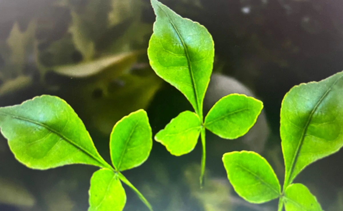 Bel Patra Health Benefits: ये बड़े फायदे खाली पेट बेलपत्र के पत्ते चबाने से मिलते हैं, सावन से शुरू दें ये काम