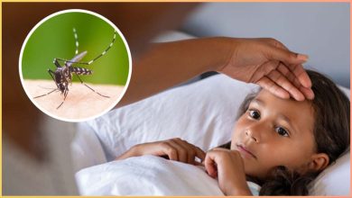  डेंगू और वायरल बुखार के लक्षण? जानिए सही समय पर कैसे पहचानें शोध के बाद