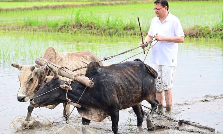 मुख्यमंत्री पुष्कर सिंह धामी ने खेत में जोता हल, धान की रोपाई कर जताया किसानों को सम्मान