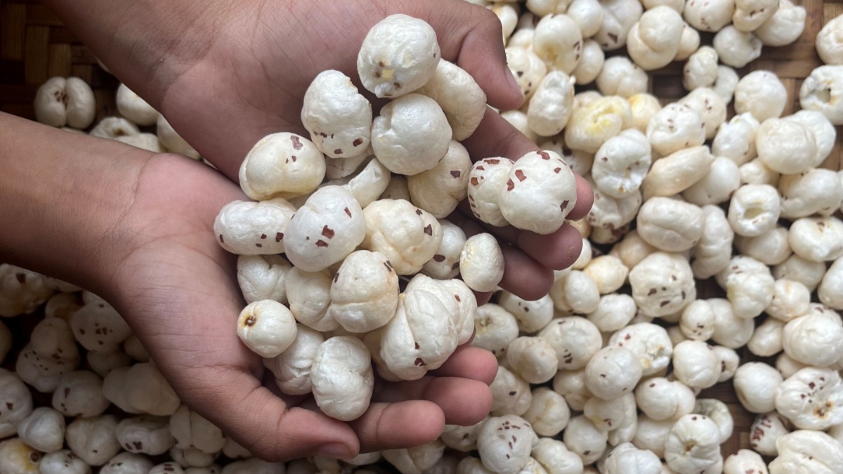 Benefits Of Consuming Makhana: जानें किन अंगों के लिए फायदेमंद है मखाना, साथ ही सही समय और तरीका
