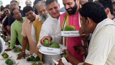 Mango Festival: मैंगो मेला 4 से 6 जुलाई तक, आम की 500 किस्मों का होगा प्रदर्शन