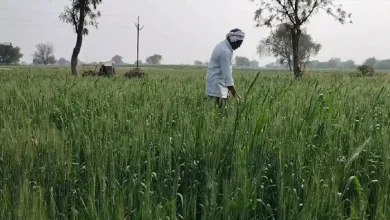 उत्तराखंड में शुरू हुआ बॉटल ब्रश की व्यावसायिक खेती पर शोध, किसानों को मिलेगा दोगुना फायदा
