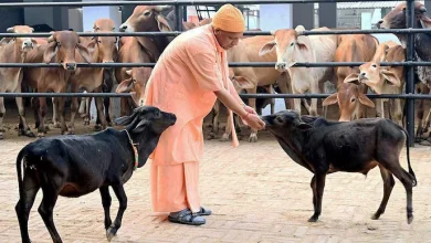 उत्तर प्रदेश में गो आधारित जैविक खेती को मिलेगा बढ़ावा, गांव-गांव चलाया जाएगा जागरूकता अभियान