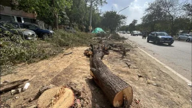 हरियाणा में सफेदा के बाद अब काबुली कीकर के पेड़ों की कटाई, सड़क किनारे सफाई अभियान तेज