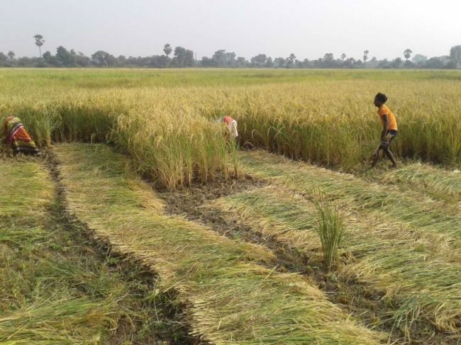 धान कटाई पर 16 घंटे की सख्त पाबंदी, शाम 6 से सुबह 10 बजे तक प्रतिबंध लागू