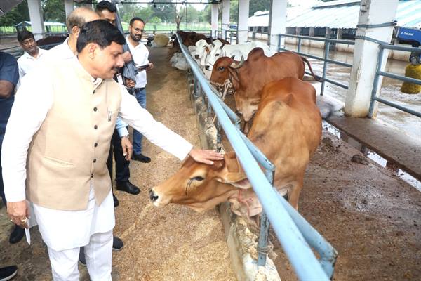 हर घर गोकुल का सपना: 2028 तक दुग्ध उत्पादन में दोगुनी वृद्धि, MP बनेगा भारत का 'मिल्क हब'