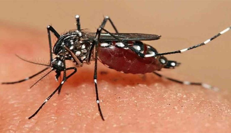 दिल्ली में डेंगू के 277 नए केस दर्ज, जानिए डेंगू के लक्षण और सावधानियां
