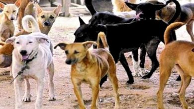 कुत्तों के झुंड ने घेर लिया तो कैसे करें खुद का बचाव? जानिए 5 जरूरी टिप्स