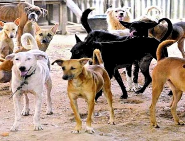 कुत्तों के झुंड ने घेर लिया तो कैसे करें खुद का बचाव? जानिए 5 जरूरी टिप्स