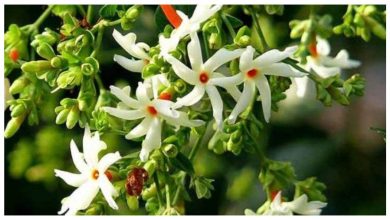 पारिजात फूल के उपाय: जानिए पारिजात फूल से जुड़े असरदार उपाय, जिनसे दूर होंगी आपकी कई समस्याएं