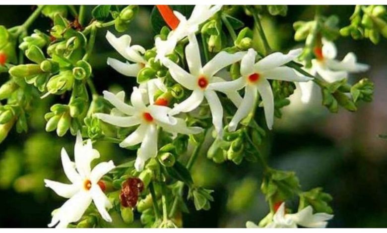 पारिजात फूल के उपाय: जानिए पारिजात फूल से जुड़े असरदार उपाय, जिनसे दूर होंगी आपकी कई समस्याएं