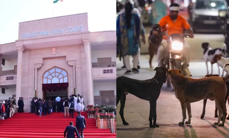 राजस्थान हाई कोर्ट ने आवारा कुत्तों पर सख्त कदम उठाने के दिए निर्देश, विशेष अभियान चलाने को कहा