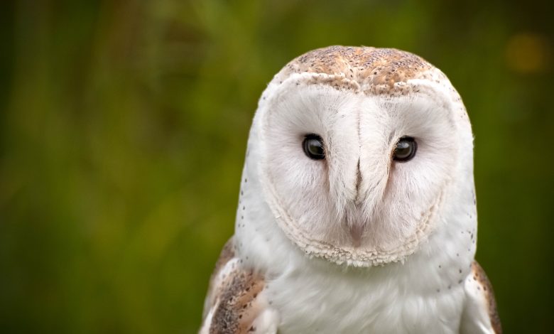 सफेद उल्लू का दिखना शुभ या अशुभ? जानिए दिवाली और अन्य त्योहारों पर इसके दर्शन का महत्व
