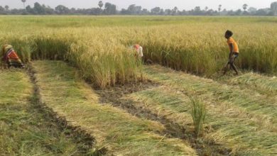 धान कटाई पर 16 घंटे की सख्त पाबंदी, शाम 6 से सुबह 10 बजे तक प्रतिबंध लागू