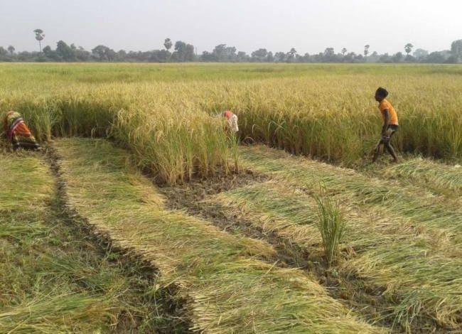 धान कटाई पर 16 घंटे की सख्त पाबंदी, शाम 6 से सुबह 10 बजे तक प्रतिबंध लागू