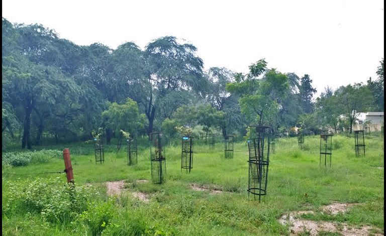 हरियाणा वन नीति: हरियाणा में कृषि वन और वृक्षारोपण को वन श्रेणी में शामिल करने के नए नियम लागू, सुप्रीम कोर्ट के आदेशों के बाद बड़े बदलाव