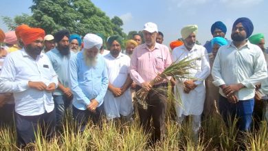 डॉ. बलबीर सिंह: धान की फसल को वायरस से हुए नुकसान का आकलन करने के लिए विशेष गिरदावरी