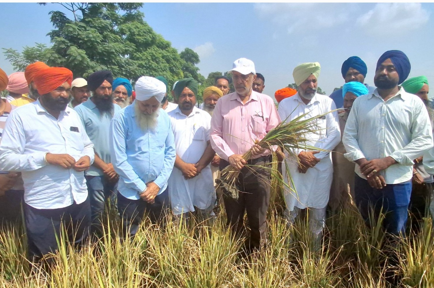 डॉ. बलबीर सिंह: धान की फसल को वायरस से हुए नुकसान का आकलन करने के लिए विशेष गिरदावरी 12 डॉ. बलबीर सिंह: धान की फसल को वायरस से हुए नुकसान का आकलन करने के लिए विशेष गिरदावरी