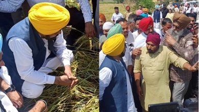 इंसानों के साथ-साथ पशुओं की भी सच्ची रक्षक! पंजाब सरकार ने सिर्फ एक हफ्ते में 1.75 लाख से ज्यादा पशुओं को ‘गल-घोटू’ से बचाया