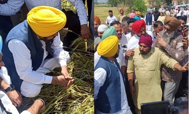 इंसानों के साथ-साथ पशुओं की भी सच्ची रक्षक! पंजाब सरकार ने सिर्फ एक हफ्ते में 1.75 लाख से ज्यादा पशुओं को ‘गल-घोटू’ से बचाया