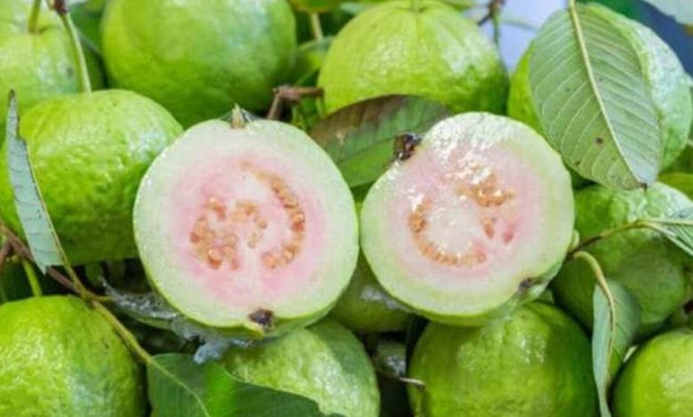 Guava Side Effects: किन लोगों को नहीं खाना चाहिए अमरूद, वरना बिगड़ सकती है तबीयत
