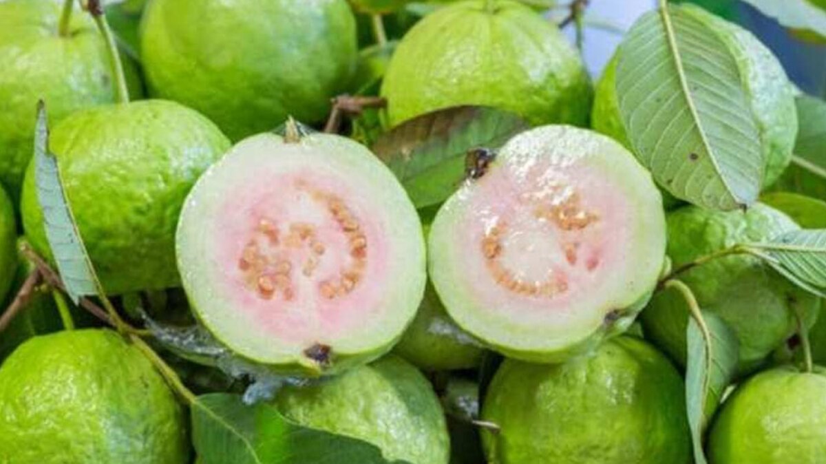Guava Side Effects: किन लोगों को नहीं खाना चाहिए अमरूद, वरना बिगड़ सकती है तबीयत