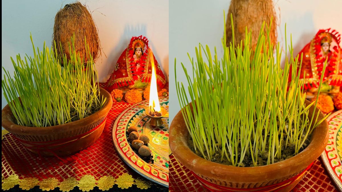 नवरात्रि में हरे-भरे जौ उगाने का आसान और सही तरीका, माता रानी की बरसेगी विशेष कृपा 12 नवरात्रि में हरे-भरे जौ उगाने का आसान और सही तरीका, माता रानी की बरसेगी विशेष कृपा