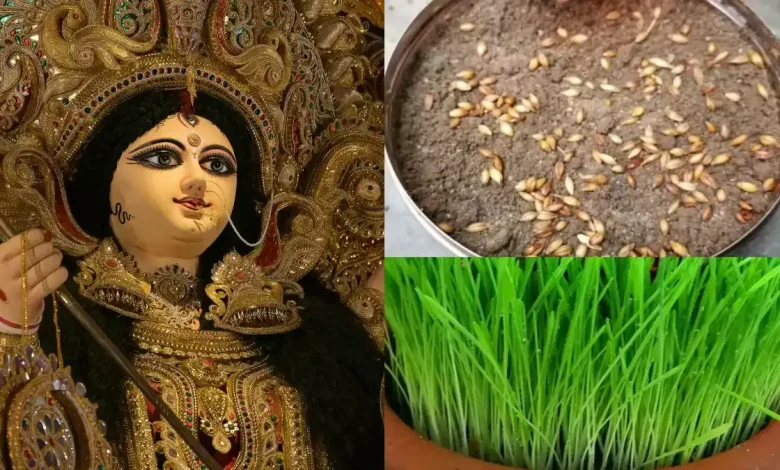 Navratri 2025: नवरात्रि के बाद जवारों का क्या करें? जानें तिजोरी में रखने का महत्व और सही तरीका