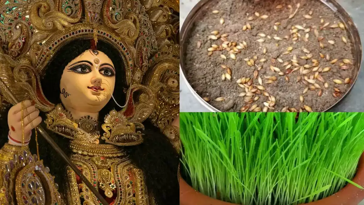 Navratri 2025: नवरात्रि के बाद जवारों का क्या करें? जानें तिजोरी में रखने का महत्व और सही तरीका