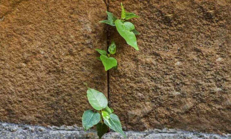 बरसात में छत पर उग आया पीपल का पेड़? जानिए वास्तु दोष और सही उपाय