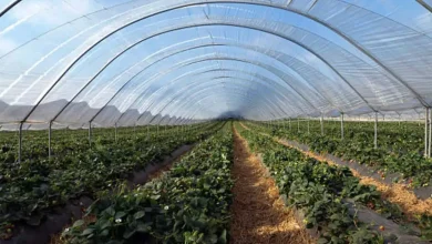 खेती की ओर पंजाब का युवा! CM मान की नीतियों से 1,200+ युवा बने सफल 'कृषि-बिजनेसमैन', 50% सब्सिडी के दम पर पॉलीहाउस से कमाई ₹14 लाख पार!