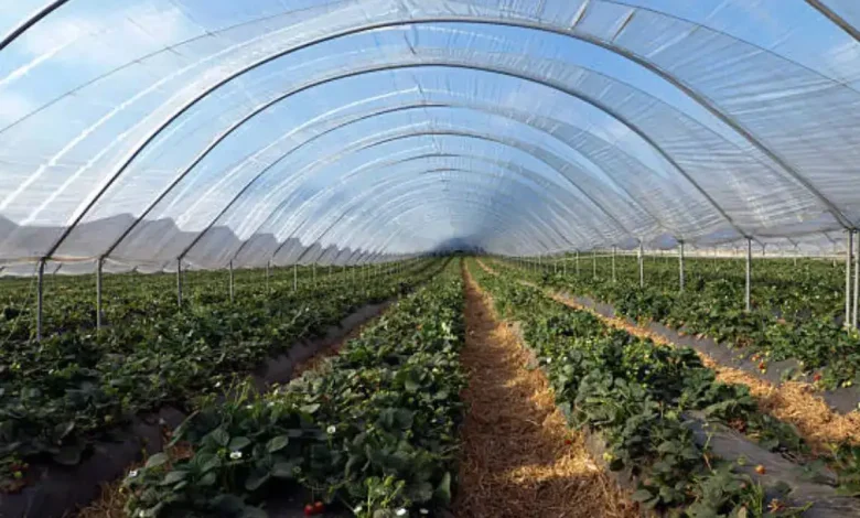 खेती की ओर पंजाब का युवा! CM मान की नीतियों से 1,200+ युवा बने सफल 'कृषि-बिजनेसमैन', 50% सब्सिडी के दम पर पॉलीहाउस से कमाई ₹14 लाख पार!