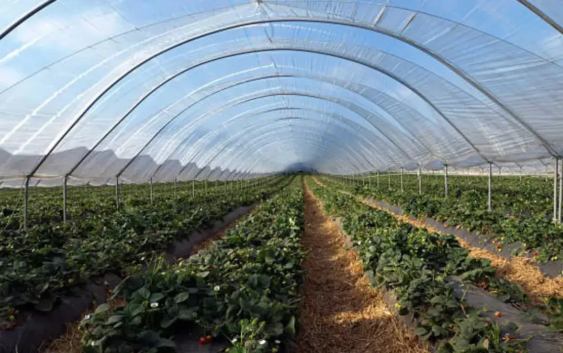 खेती की ओर पंजाब का युवा! CM मान की नीतियों से 1,200+ युवा बने सफल 'कृषि-बिजनेसमैन', 50% सब्सिडी के दम पर पॉलीहाउस से कमाई ₹14 लाख पार! 12 खेती की ओर पंजाब का युवा! CM मान की नीतियों से 1,200+ युवा बने सफल 'कृषि-बिजनेसमैन', 50% सब्सिडी के दम पर पॉलीहाउस से कमाई ₹14 लाख पार!