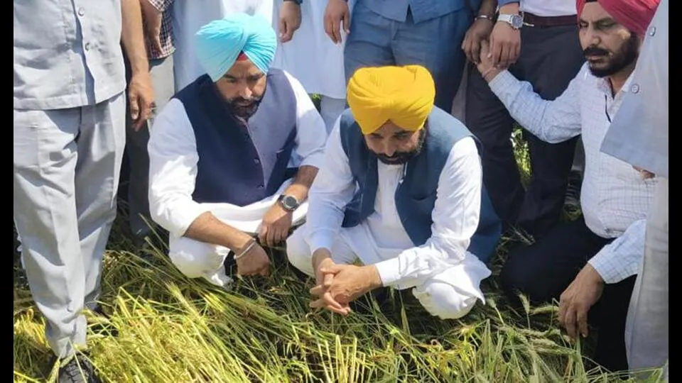 पंजाब मुख्यमंत्री के ध्यान में है हर किसान, समस्याओं का हो रहा तुरंत समाधान: “अपना CM – अपने खेता विच” - जब मुख्यमंत्री खुद खेतों में पहुंचकर सुलझाते है किसानों की समस्याएं